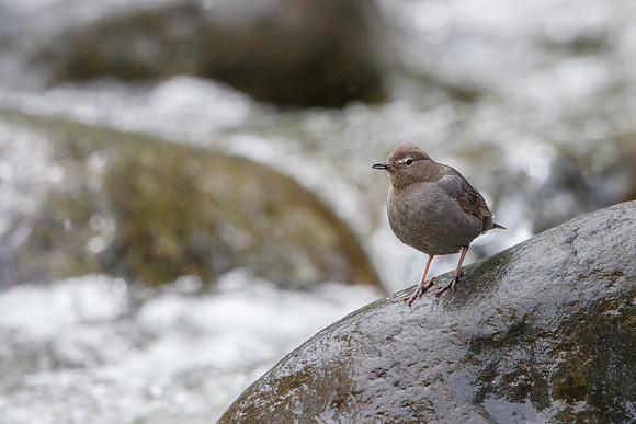American Dipper