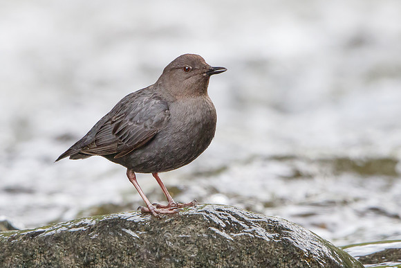 American Dipper