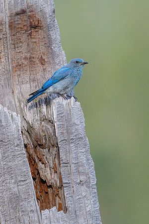 Mountain Bluebird