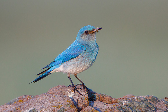 Mountain Bluebird, with prey