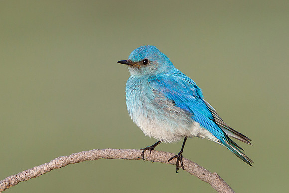 Mountain Bluebird