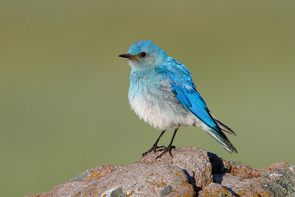 Mountain Bluebird