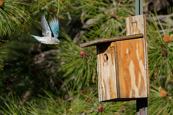 Mountain Bluebird, nestbox