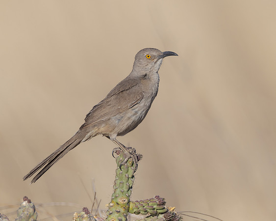 Curve-billed Thrasher
