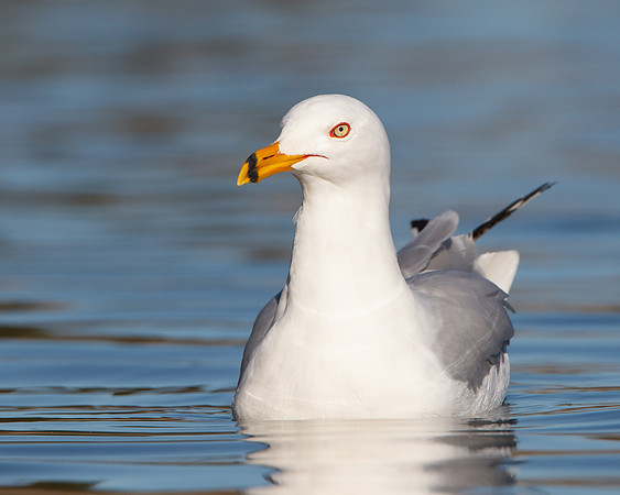Ring-billed Gull