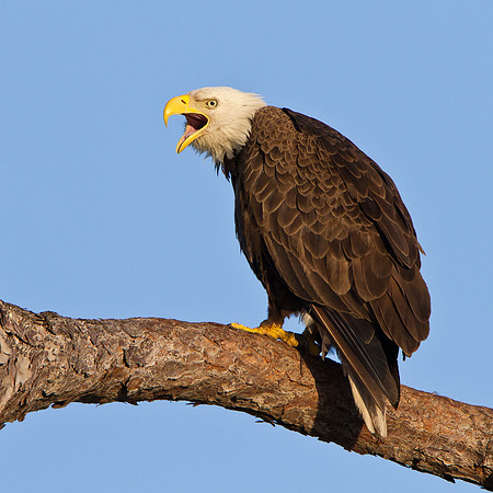 Bald Eagle