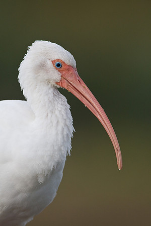 White Ibis