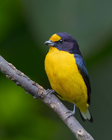 Violaceous Euphonia