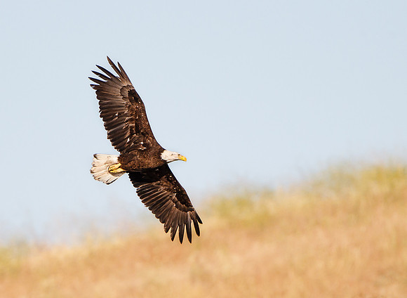 Bald Eagle