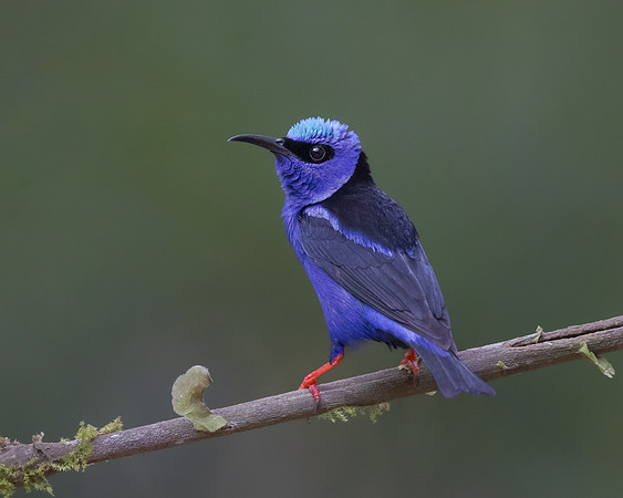 Red-legged Honeycreeper