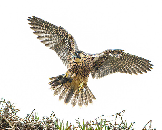 Peregrine Falcon, juvenile with Starling