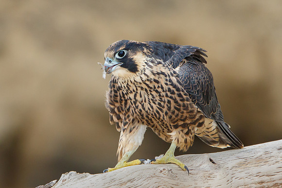 Peregrine Falcon, juvenile