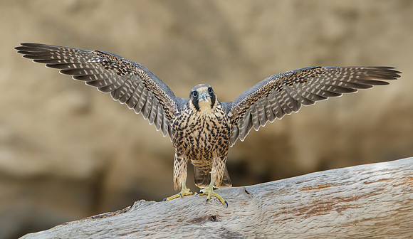 Peregrine Falcon, juvenile