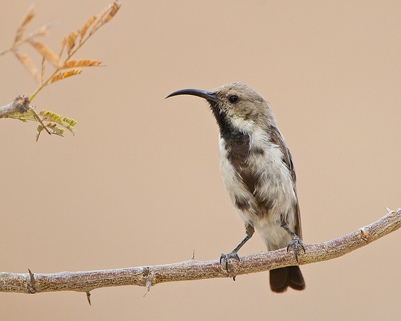 Dusky Sunbird