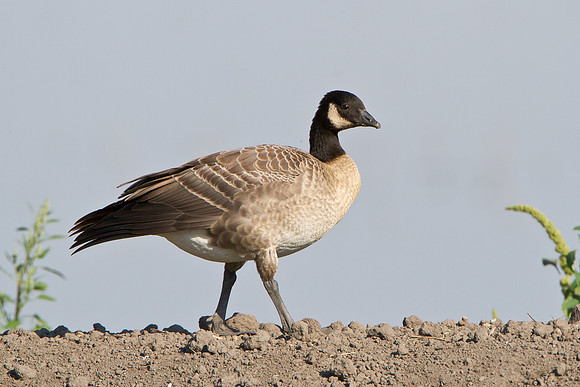 Cackling Goose