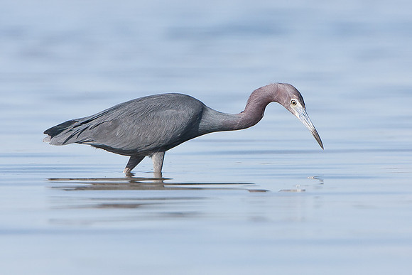 Little Blue Heron