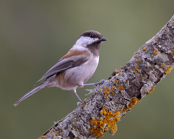 Chestnut-backed Chickadee
