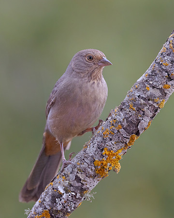 California Towhee