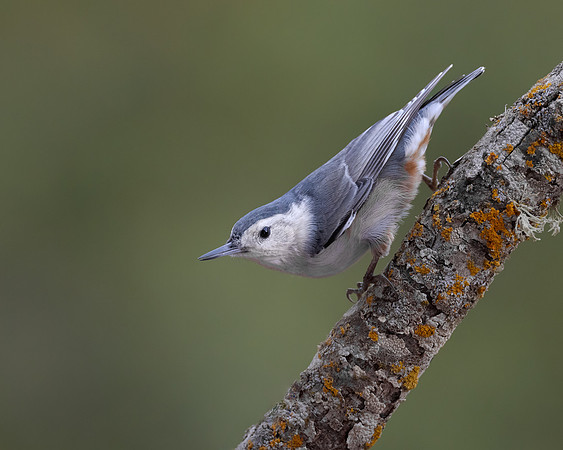 White-breasted Nuthatch