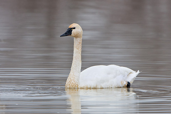 Tundra Swan