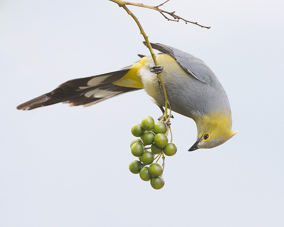 Long-tailed Silky-flycatcher