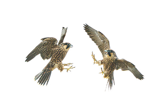 Peregrine Falcon, juveniles bickering