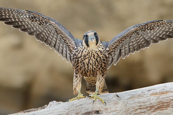 Peregrine Falcon, juvenile