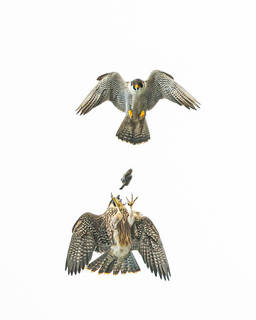 Peregrine Falcons, food exchange from adult to juvenile
