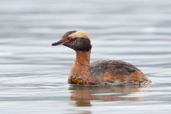 Horned Grebe