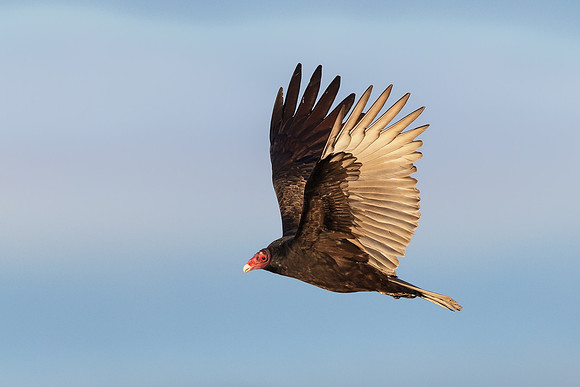 Turkey Vulture