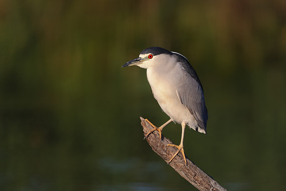Black-crowned Night Heron