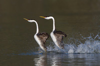 Western Grebes, courtship display / dance