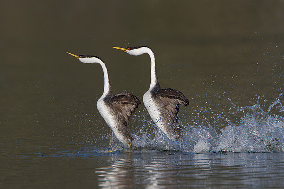 Western Grebes, courtship display / dance