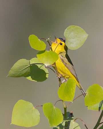 Wilson's Warbler