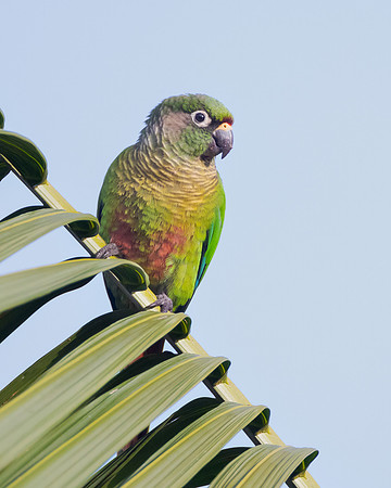 Maroon-bellied Parakeet