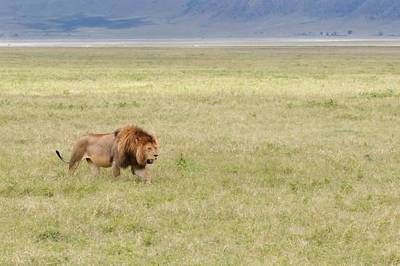 Lion