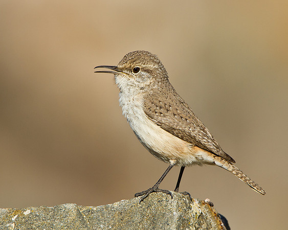 Rock Wren