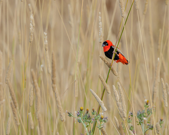 Northern Red Bishop