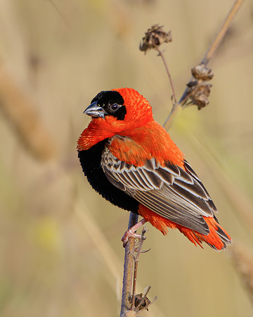 Northern Red Bishop