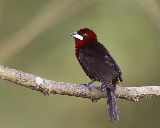 Silver-beaked Tanager, male