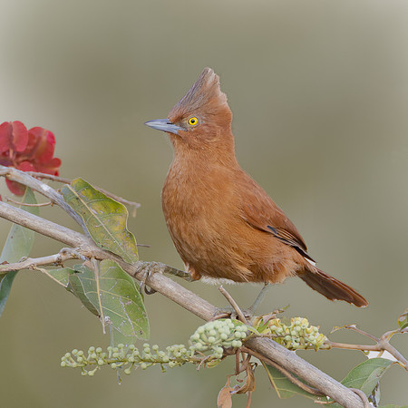 Rufous Cacholote