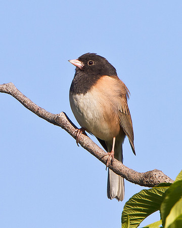 Dark-eyed Junco