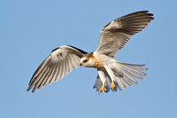 White-tailed Kite, juvenile