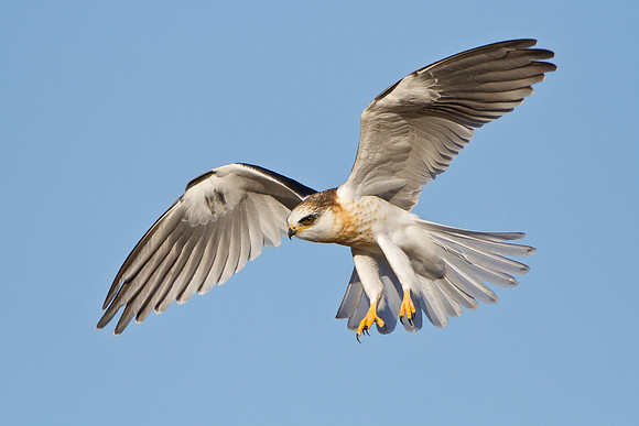 White-tailed Kite, juvenile