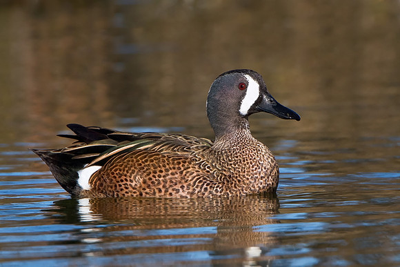 Blue-winged Teal
