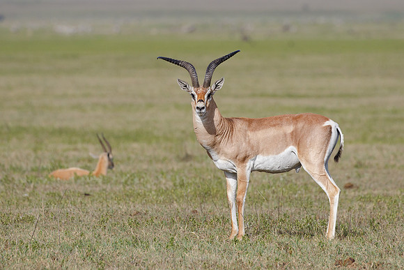 Grant's Gazelle