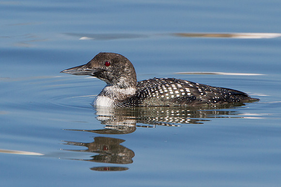 Common Loon, transitional plumage