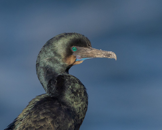 Brandt's Cormorant