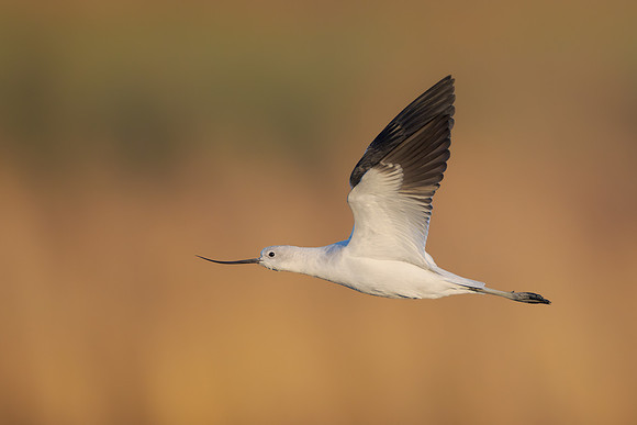 American Avocet