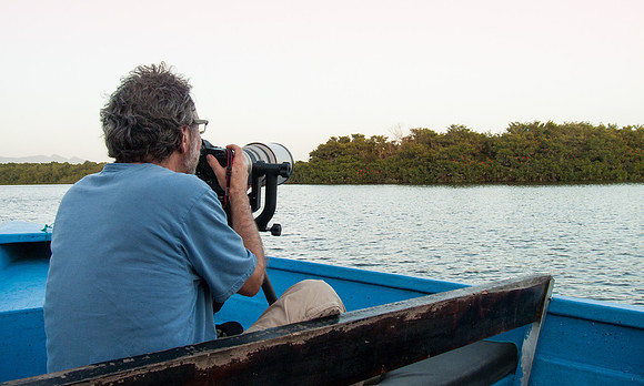 Photographing the Scarlet Ibis (the little red dots) at sunset at Caroni Swamp